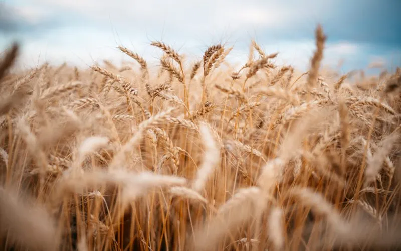 South Dakota Wheat Commission case study photograph