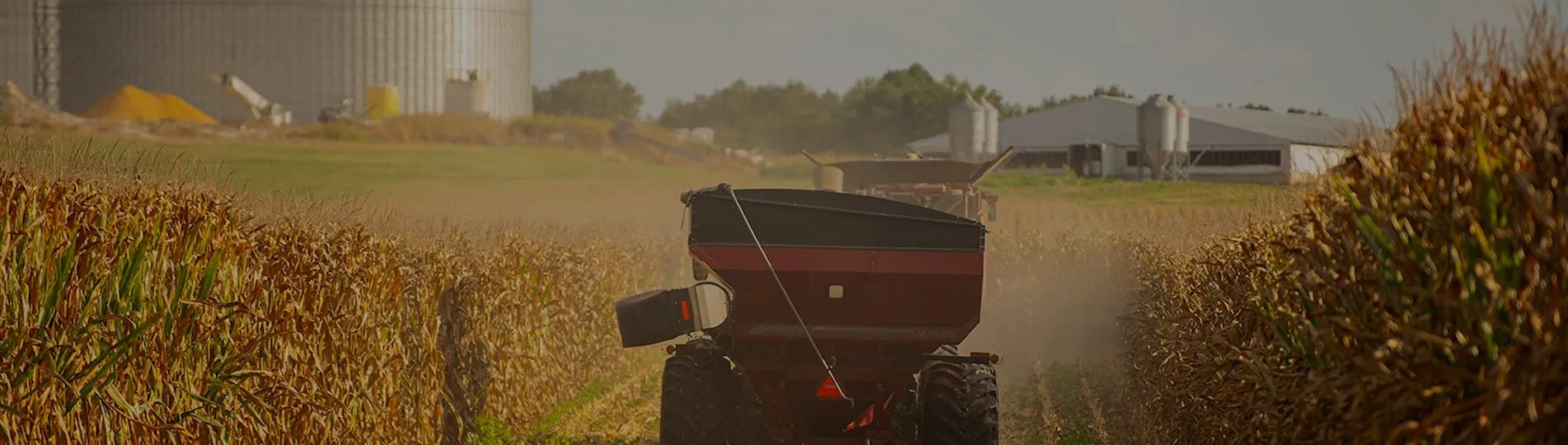 Grain cart moving through standing corn