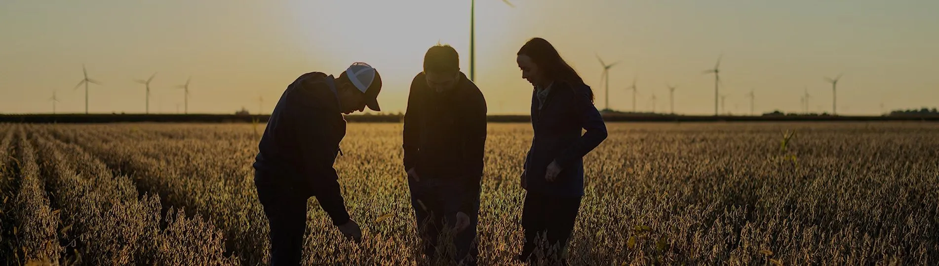Growers scouting a soybean field at sunset