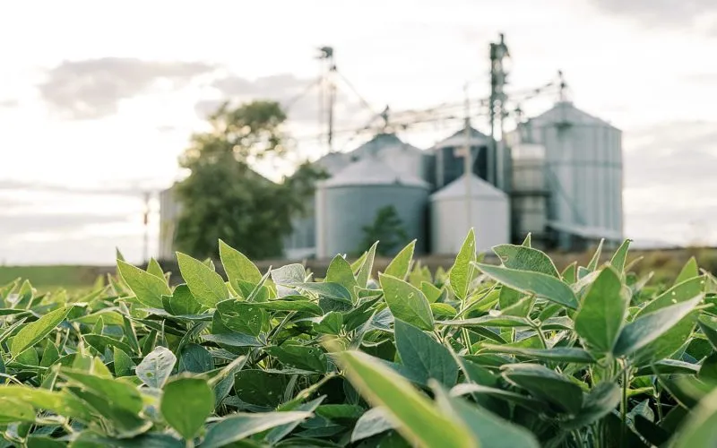 soybeans in foreground with grain bins in the background